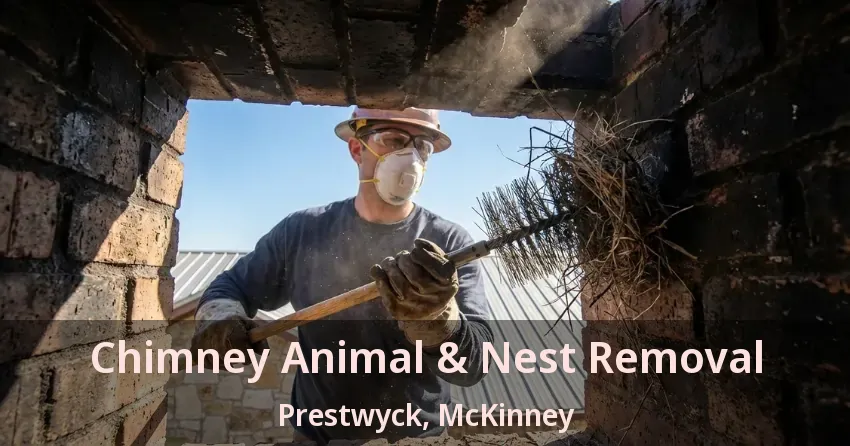 Chimney Animal & Nest Removal Prestwyck, McKinney - TX