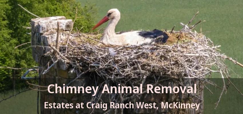 Chimney Animal Removal Estates at Craig Ranch West, McKinney - TX