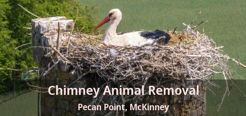 Chimney Animal Removal Pecan Point, McKinney - TX
