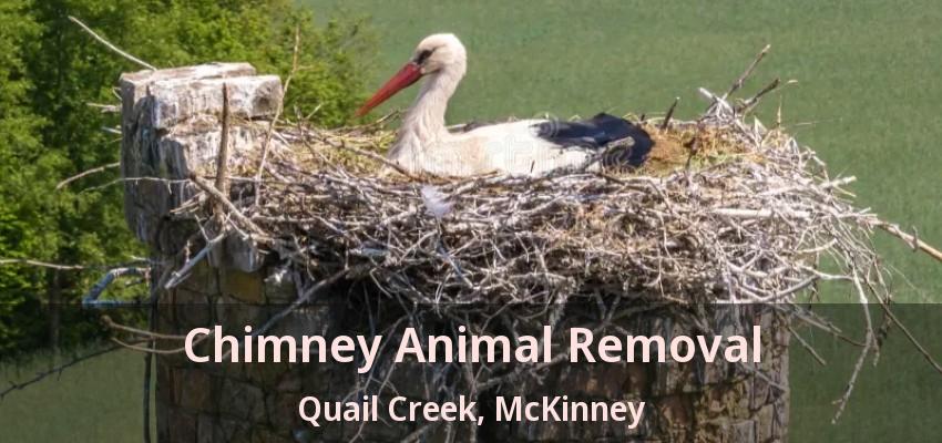 Chimney Animal Removal Quail Creek, McKinney - TX