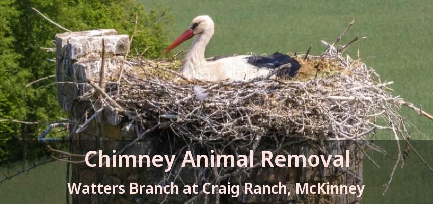 Chimney Animal Removal Watters Branch at Craig Ranch, McKinney - TX