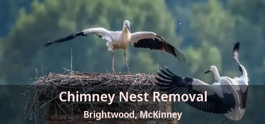 Chimney Nest Removal Brightwood, McKinney - TX