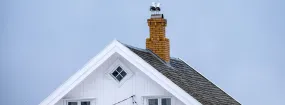Chimney Nest Removal Stratford Manor, McKinney